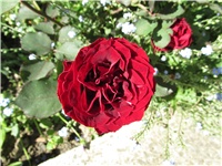625acf49-Picture 690.jpg